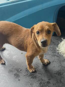 Benjamin -  Chihuahua and Terrier Dog for Adoption in New York, New York - Benjamin | PetCurious