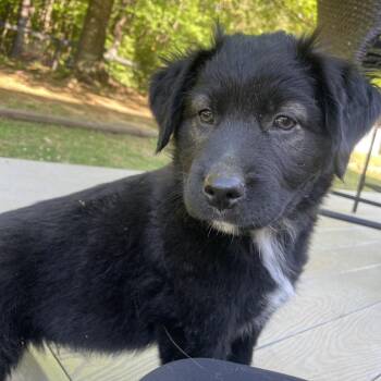 Great Pyrenees and Labrador Retriever Dogs Available for Adoption in Fayetteville, Georgia - Gimli | PetCurious