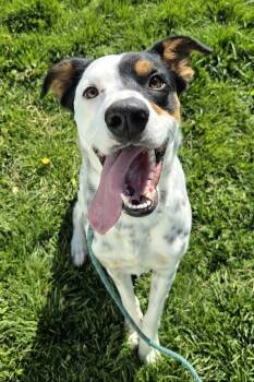 Rooster 47438 -  English Setter and Australian Cattle Dog Blue Heeler Dog for Adoption in Pocatello, Idaho - Rooster 47438 | PetCurious