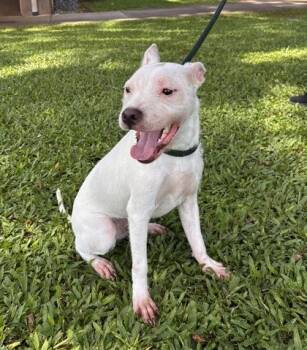 Hapa -  Mixed Breed Dog for Adoption in Honolulu, Hawaii - Hapa | PetCurious