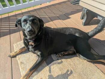 Victoria -  German Shepherd Dog and Golden Retriever Dog for Adoption in Ocean Springs, Mississippi - Victoria | PetCurious