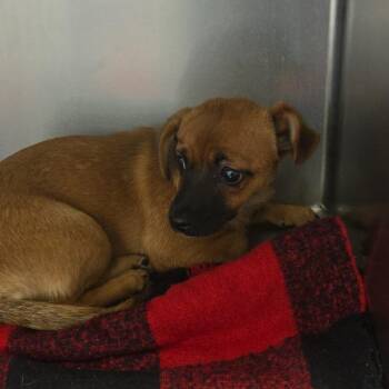 Leia -  Chihuahua Dog for Adoption in Martinsburg, West Virginia - Leia | PetCurious