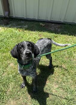 Dewey- Best Boy needs a Best Friend. -  Black Labrador Retriever and Bluetick Coonhound Dog for Adoption in Conway, South Carolina - Dewey- Best Boy Needs A Best Friend. | PetCurious