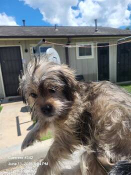 FLUFFERS 3 -  Maltese Dog for Adoption in San Antonio, Texas - FLUFFERS 3 | PetCurious