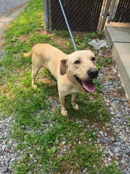 Dean -  Labrador Retriever Dog for Adoption in Irwin, Pennsylvania - Dean | PetCurious