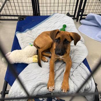 Heidi -  Mixed Breed Dog for Adoption in Houston, Texas - Heidi | PetCurious