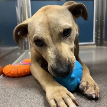 Ginger -  Pit Bull Terrier Dog for Adoption in Baltimore, Maryland - Ginger | PetCurious