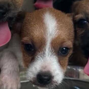 Tortellini -  Jack Russell Terrier and Mixed Breed Dog for Adoption in Baton Rouge, Louisiana - Tortellini | PetCurious
