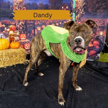 Dandy -  Pit Bull Terrier Dog for Adoption in Philadelphia, Pennsylvania - Dandy | PetCurious