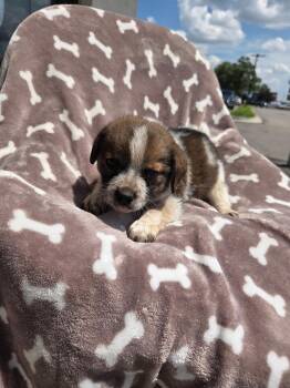 Beagle boy 5 -  Beagle and Australian Shepherd Dog for Adoption - Beagle Boy 5 | PetCurious