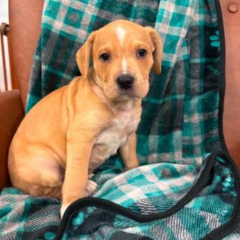 CT Simba -  Australian Shepherd and Mountain Cur Dog for Adoption in Eastford, Connecticut - CT Simba | PetCurious