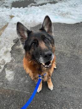 German Shepherd Dog Dogs Available for Adoption - LANDO | PetCurious