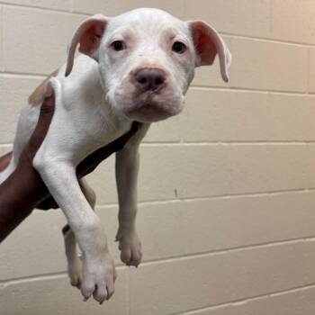 Liberty -  Mixed Breed Dog for Adoption in Memphis, Tennessee - Liberty | PetCurious