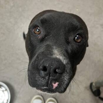 Dara -  Boxer and Mixed Breed Dog for Adoption in Birmingham, Alabama - Dara | PetCurious