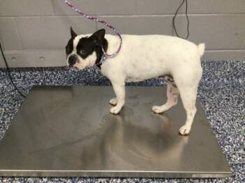 A1922696 -  French Bulldog and Boston Terrier Dog for Adoption in Thousand Palms, California - A1922696 | PetCurious