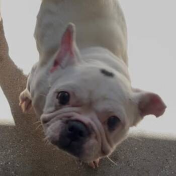 French Bulldog Dogs Available for Adoption - Feisty | PetCurious