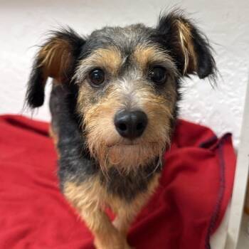 Cramer - Foster Home Needed -  Yorkshire Terrier Dog for Adoption in Hartland, Wisconsin - Cramer - Foster Home Needed | PetCurious