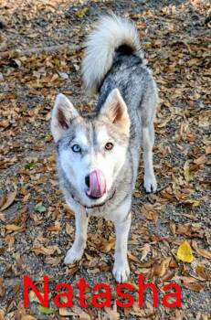 Rescue Husky and Mixed Breed Dogs for Adoption in Spartanburg, South Carolina - Natasha | PetCurious