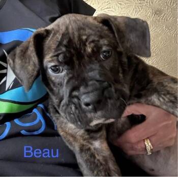 Boxer and Pit Bull Terrier Dogs Available for Adoption - Beau | PetCurious
