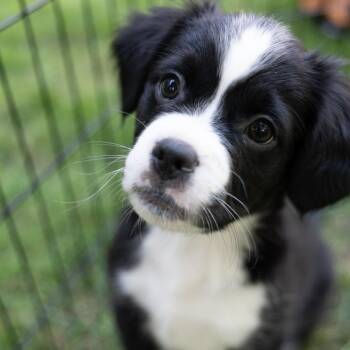 Thor -  Mixed Breed Dog for Adoption in Naperville, Illinois - Thor | PetCurious