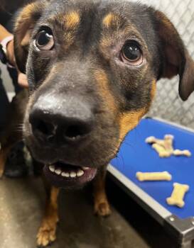 Spud -  German Shepherd Dog and Mixed Breed Dog for Adoption in Saint Clairsville, Ohio - Spud | PetCurious