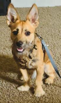 Morkie Dogs Available for Adoption in Lutz, Florida - Maverick | PetCurious