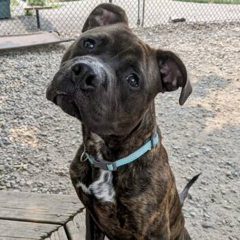 Garrett -  Pit Bull Terrier Dog for Adoption in Buffalo, New York - Garrett | PetCurious