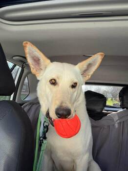 White German Shepherd Dogs Available for Adoption in Londonderry, New Hampshire - Max | PetCurious