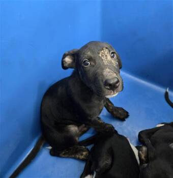 SUNKIST -  Mixed Breed Dog for Adoption in Dallas, Texas - SUNKIST | PetCurious