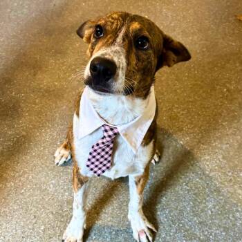 Diego -  Cattle Dog and Mixed Breed Dog for Adoption in Metamora, Michigan - Diego | PetCurious