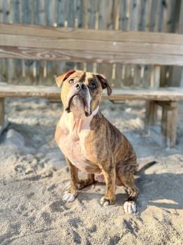 Poncho -  Mixed Breed and Boxer Dog for Adoption in Muskegon, Michigan - Poncho | PetCurious
