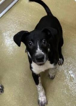Jacob -  Mixed Breed Dog for Adoption in West Chester, Pennsylvania - Jacob | PetCurious