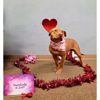 Blondie -  Pit Bull Terrier Dog for Adoption in Northbrook, Illinois - Blondie | PetCurious