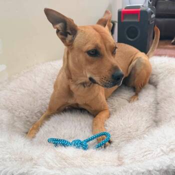 Lodi -  Mixed Breed Dog for Adoption in Wilton, California - Lodi | PetCurious