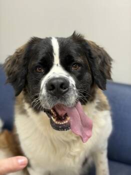 Saint Bernard Dogs Available for Adoption - Henry | PetCurious