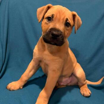 Mixed Breed Dogs Available for Adoption - Cinnamon Frost | PetCurious