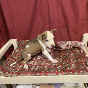 CHEER BEAR -  Staffordshire Bull Terrier Dog for Adoption in Modesto, California - CHEER BEAR | PetCurious