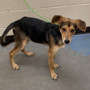 Juliet -  Mixed Breed Dog for Adoption in Memphis, Tennessee - Juliet | PetCurious