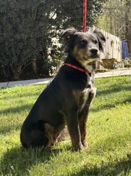 Australian Shepherd and Shepherd Dogs Available for Adoption in Locust Fork, Alabama - TULIP | PetCurious