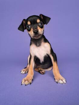Jiggle: Jello -  Chihuahua Dog for Adoption in Palo Alto, California - Jiggle: Jello | PetCurious