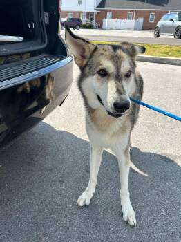 Winston -  Husky Dog for Adoption in Chattanooga, Tennessee - Winston | PetCurious