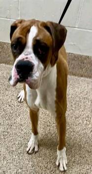 Thor -  Boxer Dog for Adoption in Torrington, Connecticut - Thor | PetCurious