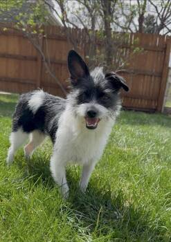 Terrier Dogs Available for Adoption - Miss Clementine | PetCurious