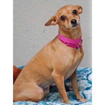 Sophia -  Chihuahua Dog for Adoption in Boulder, Colorado - Sophia | PetCurious