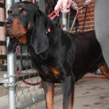 Bloodhound and Mixed Breed Dogs Available for Adoption in Richmond, Virginia - Davis | PetCurious