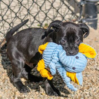 Terrier Dogs Available for Adoption - Cheeto | PetCurious