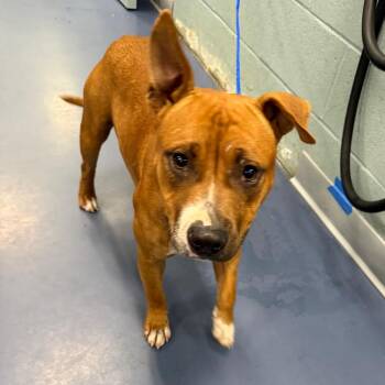 Chucky Cheese -  Pit Bull Terrier Dog for Adoption in Greensboro, North Carolina - Chucky Cheese | PetCurious