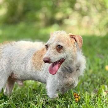 Oscar Mayer -  Chihuahua and Maltese Dog for Adoption in Friendswood, Texas - Oscar Mayer | PetCurious