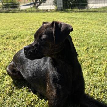 Mixed Breed Dogs Available for Adoption in Yucaipa, California - Harley | PetCurious