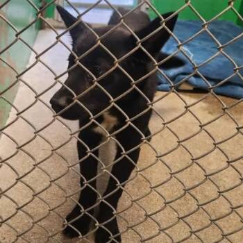 Rescue Shepherd Dogs for Adoption in Anderson, California - Tony | PetCurious